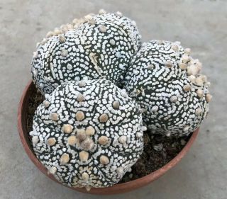 Astrophytum Supercabuto From Seed Very Rare Old L 12cm H 6cm On Roots