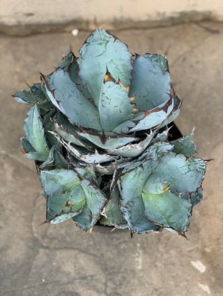 Agave titanota black and blue - Rare Yes.  Succulent Yes.  Totally Awesome Yes. 3