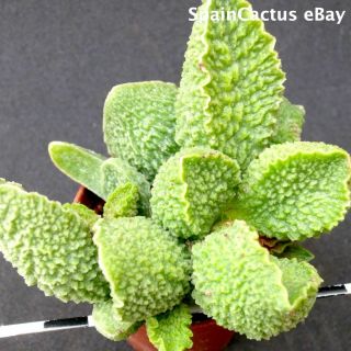 Adromischus Marianiae Cv.  Limax Arion King Size Hybrid Rare Succulent Plant 6/10
