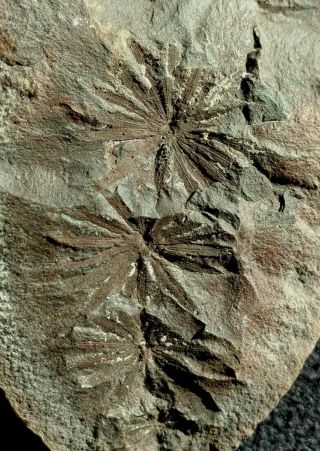 Rare Pos/neg Annularia Sp.  Carboniferous,  Braidwood Flora,  Mazon Creek,  Illinois