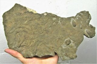 Huge Rare Pyrite Multi - Crinoid 300 Mm Fossil Uk Jurassic Pentacrinites Charmouth