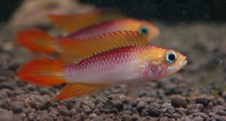 2 - 3” Adult Pair Apistogramma Agassizi Fire Red Rare Live Tropical Fish