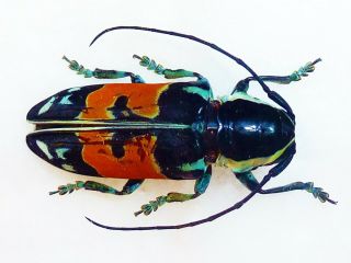 Very Rare Cerambycidae Tragocephala Guerini Sp Male Huge Cameroon