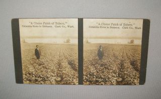 Old Antique Vtg Ca 1920s Choice Patch Of Tubers Clark Co Wash Stereoview Photo