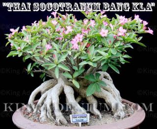 Adenium Thai Socotranum " Bang Kla " 10 Seeds & Rare,  Great For Bonsai