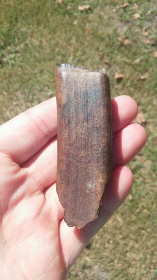 Rare Large Fossil Megalonyx Tooth Prehistoric Giant Sloth Not A Shark Tooth