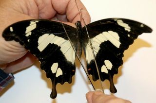 Papilionidae Papilio Hesperus Female Rare From Cameroon