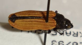 Rare Castiarina Erythroptera Australia X Jewel Beetle Buprestid Calodema