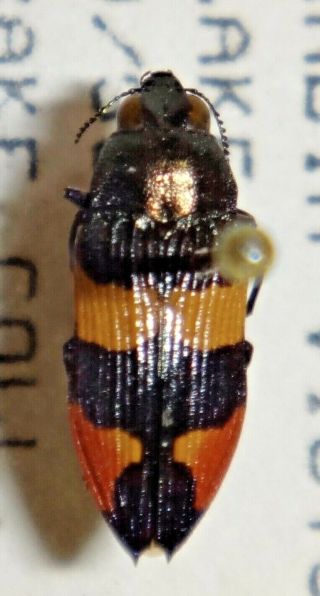 Rare Castiarina Bella Australia 07 Jewel Beetle Buprestid Calodema