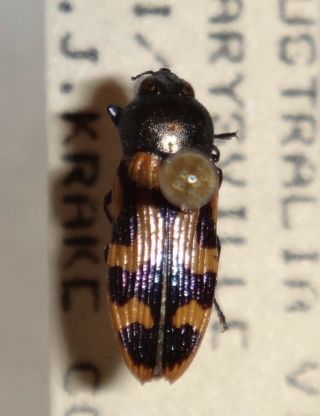 Rare Castiarina Flavopicta Australia U Jewel Beetle Buprestid Calodema