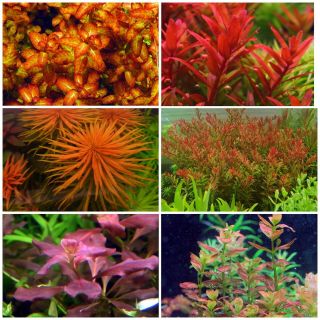 Rare Live Aquarium Plants Package 6 Species 30 Stems S/h Colorful