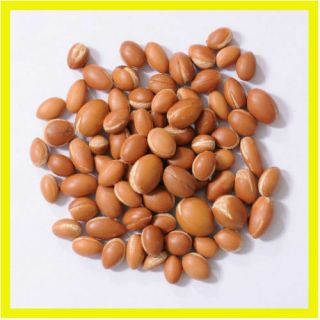 Very Rare Argan Nuts Seed Tree Argania Spinosa Variations Seeds Bio Harvest