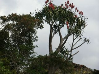 Aloe Eminens Very Rare Somalia Rooted Plant Tree Aloe Succulent