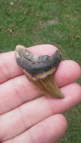 Rare 1 7/8 " Fossil Benedeni Shark Tooth From Sc Not Megalodon All Natural