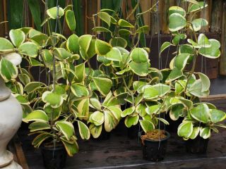 (12 Plants) Hoya Kerrii Variegated " Rare Aroid " Plant Tropica