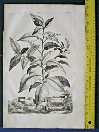Rare,  Lg.  1696 Eng.  Munting,  Aardgewassen,  Blitum Americanum