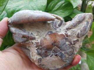 Crab Fossil Crustacean Crab Fossil Specimen Shell Fossil Rare Precious