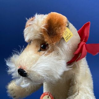 Rare Steiff Fox Terrier Dog Hand Puppet 1951 - 58 All Ids Early Model 317 Toy
