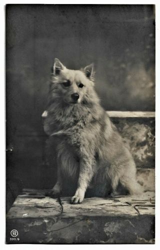 Antique 1910 Real Photo Postcard Portrait Of Samoyed Eskie Dog Spitz - 2