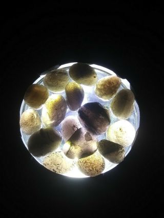 226g Rare Saffordite/tektite Meteor Impact Stones.  Healing Crystal.  A,  Grade