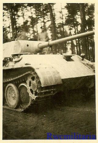 Rare German Panzermen In Woods W/ Their Pzkw.  V 