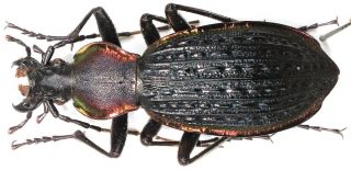 24.  Carabidae - Carabus (apotomopterus) Penelope.  Female,  Very Rare