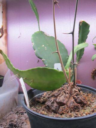 Dioscorea Mexicana - Very Rare Caudiciform Succulent Vine Green Weekend