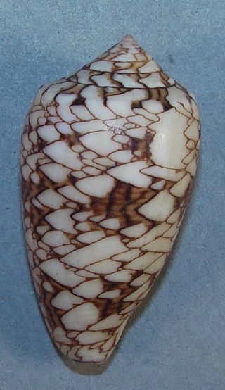 Conus Textile Verricula 48.  96mm Rare Specimen Tulear,  Madagascar