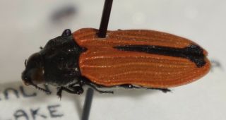 Rare Castiarina Erythroptera Australia Dd Jewel Beetle Buprestid Calodema