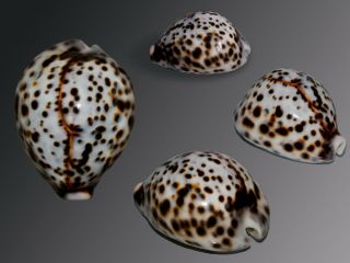 Seashell Cypraea Tigris F.  Chionis Rare Form Pattern 72.  8 Mm