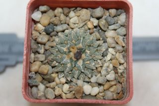 Ariocarpus Kotschoubeyanus Albiflorus Rare Cacti Cactus Pelecyphora Astrophytum