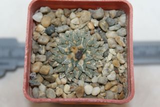 Ariocarpus kotschoubeyanus albiflorus rare cacti cactus pelecyphora astrophytum 3