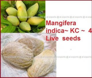 Jaffna Mango Mangifera Indica Kc 4 Live Seeds Germinate 100 Fresh Rare