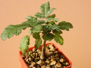 Boswellia Sacra - Succulent - Caudex - Rare - Oman - Dhofar - Seedling