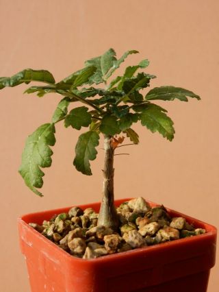 Boswellia sacra - Succulent - Caudex - Rare - Oman - Dhofar - Seedling 2