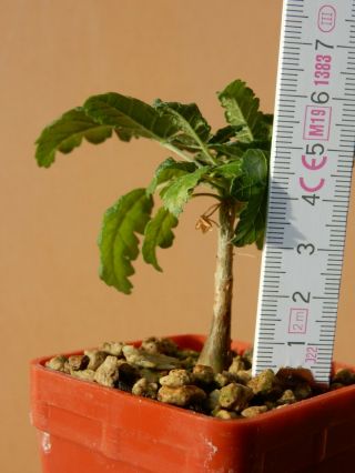 Boswellia sacra - Succulent - Caudex - Rare - Oman - Dhofar - Seedling 3