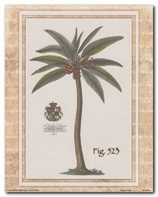 Vintage Palm Tree Fig 523 Tropical Wall Decor Art Print Poster (16x20)