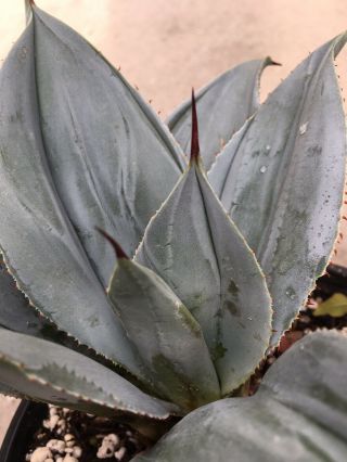 Agave Pygmae Dragon Toes Mutant Cactus Succulent Rare Collector " Not Variegated "