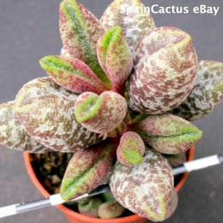 Adromischus Marianiae Var.  Alveolatus “borhansplect” Rare Succulent Plant 13/10