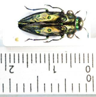 Actenodes Sp.  A1 Unmounted From Perú Buprestidae Very Rare