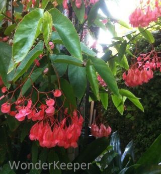 Rare " Begonia Tamaya " (bamboo Begonia With Pink Heart Shape Flowers) A,