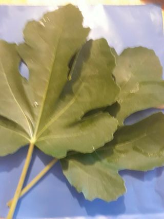 Rare Fig/ficus Smith Tree - 2 Big Fresh Cuttings,  No Roots