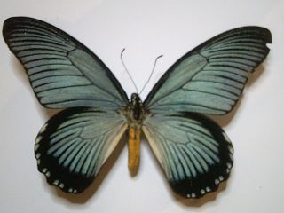 Real Insect/butterfly/moth Set/spread B5675 Rare Papilio Zalmoxis 14 Cm