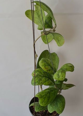 1 Pot,  10 - 12 Inches Rooted Plant Of Hoya Deykeae Splash Very Rare