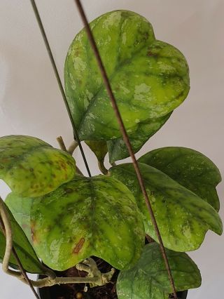 1 pot,  10 - 12 inches rooted plant of Hoya deykeae splash VERY RARE 2