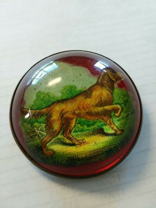 Large Antique Vintage Irish Setter Bridle Pin Round Glass Brooch 1 5/8 "