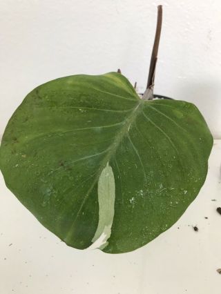 Philodendron White Knight Cutting Rare Aroid Monstera