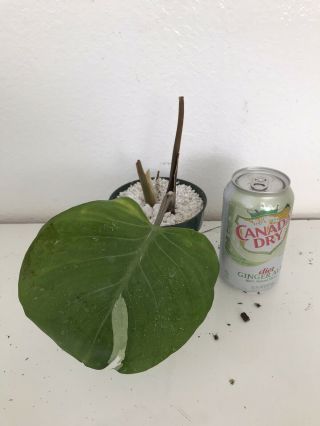 Philodendron White Knight Cutting Rare AROID Monstera 2