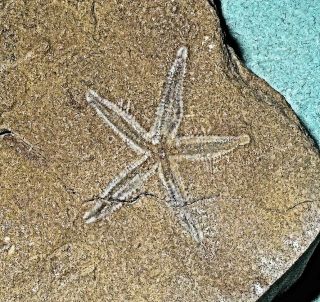 Find: Rare Complete 2.  2cm Starfish With Shell: Late Ordovician Of Morocco