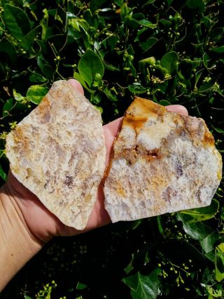 Two (2) Top Rare Plume Agate Slabs Graveyard Point Regency Rose White Pink 6.  8oz